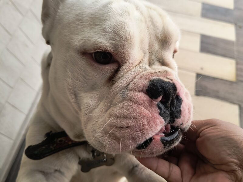 BRUNO