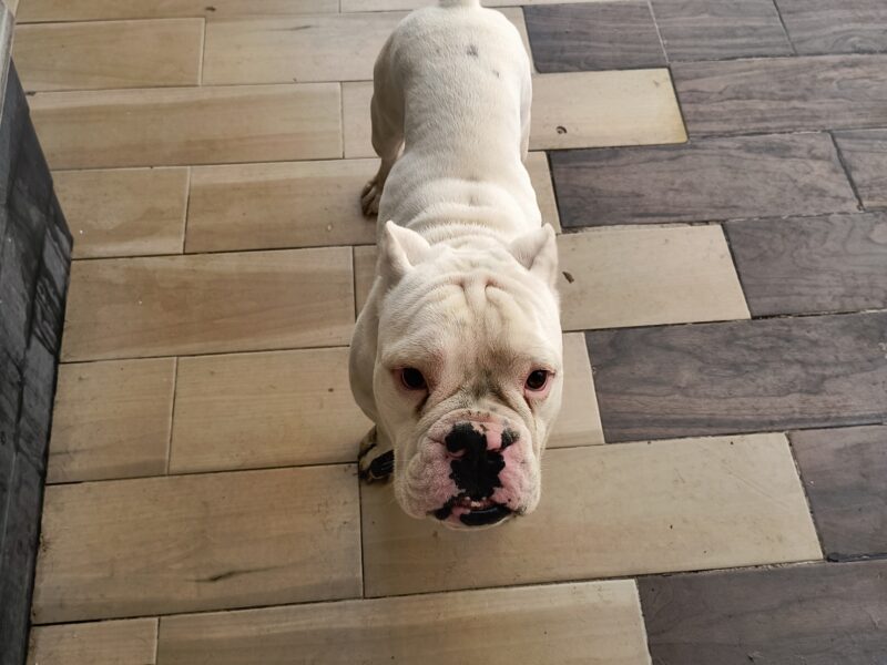 BRUNO