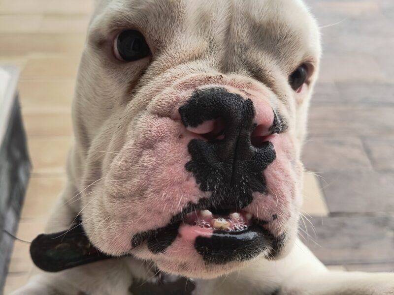 BRUNO