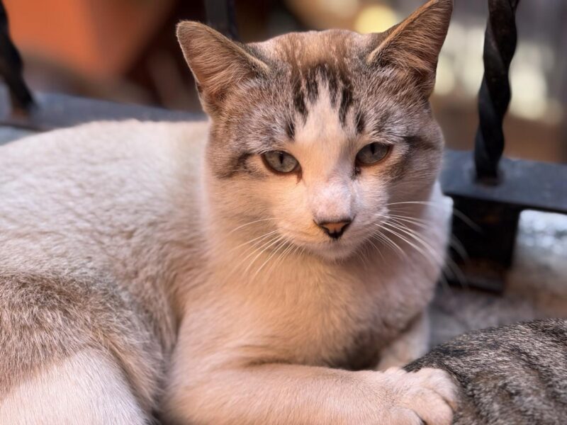 EMILIO