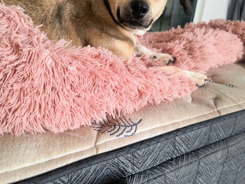 AKIRA