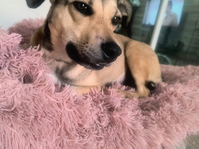AKIRA