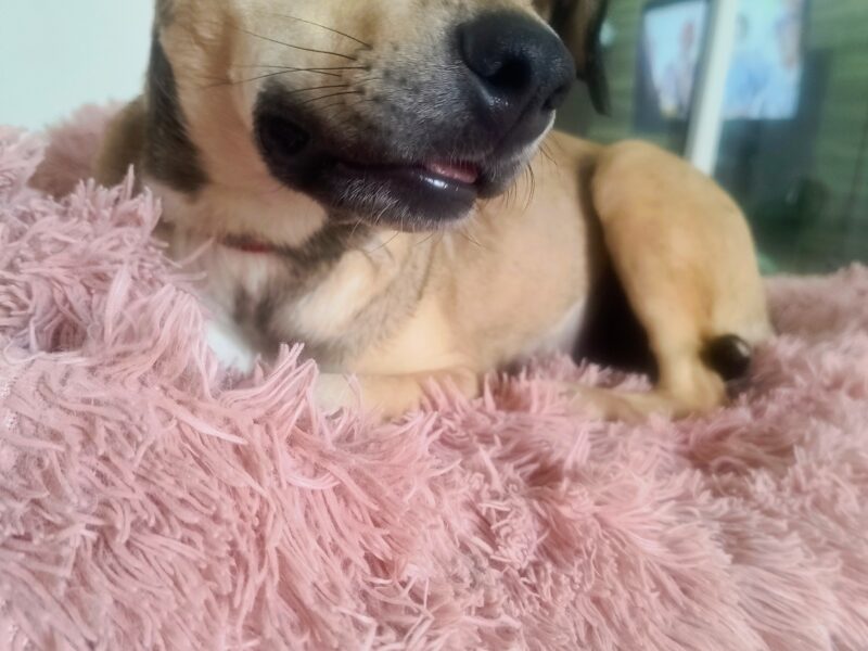 AKIRA
