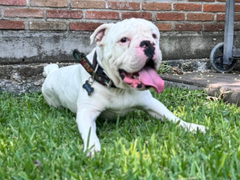 BRUNO
