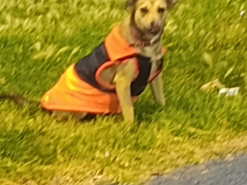 AKIRA