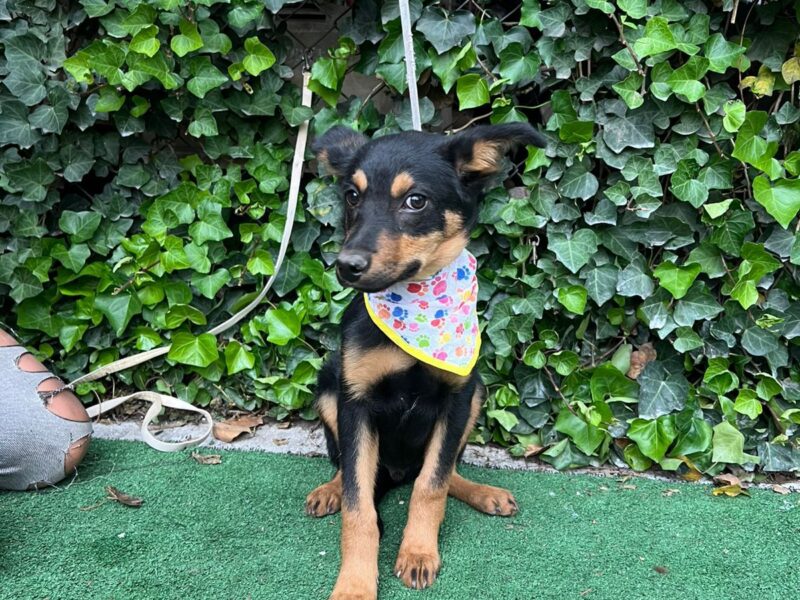 OSCARITO