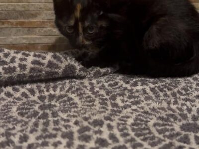 CHESCA