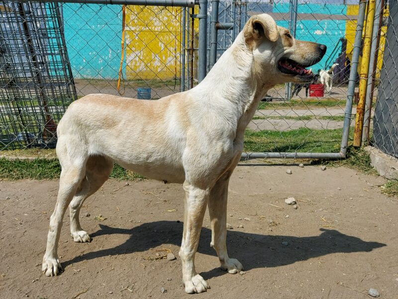 BLANQUITA