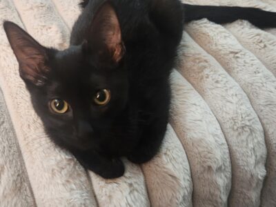 LUNA