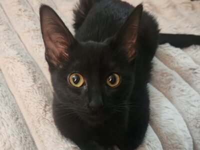 LUNA