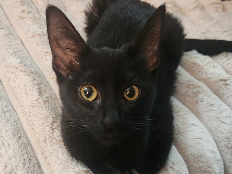 LUNA