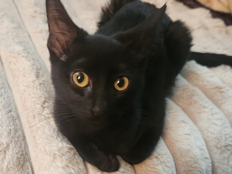 LUNA