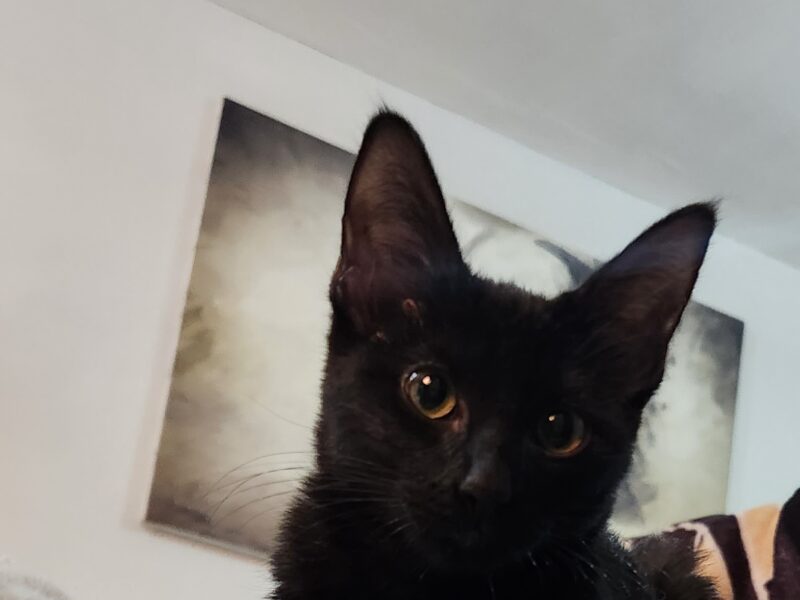 LUNA