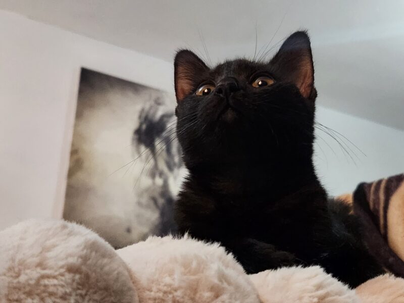 LUNA