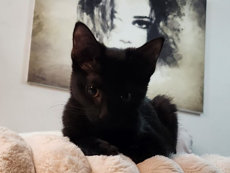 LUNA