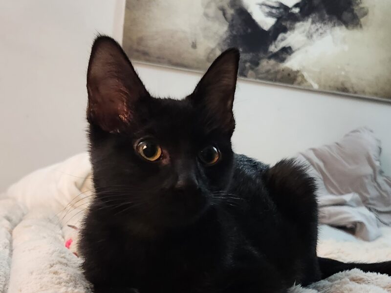 LUNA