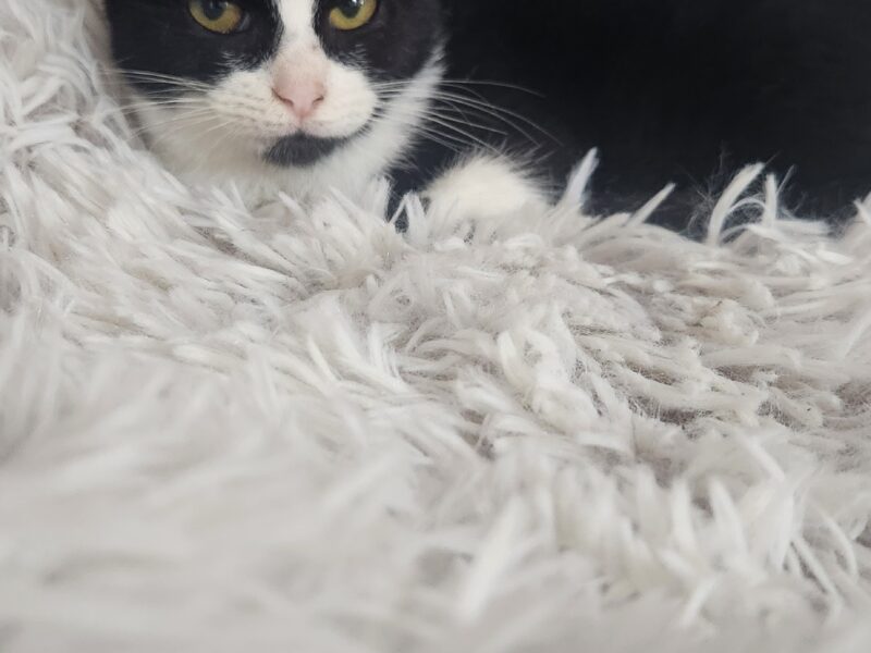 MOLLY