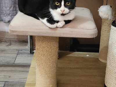 MOLLY