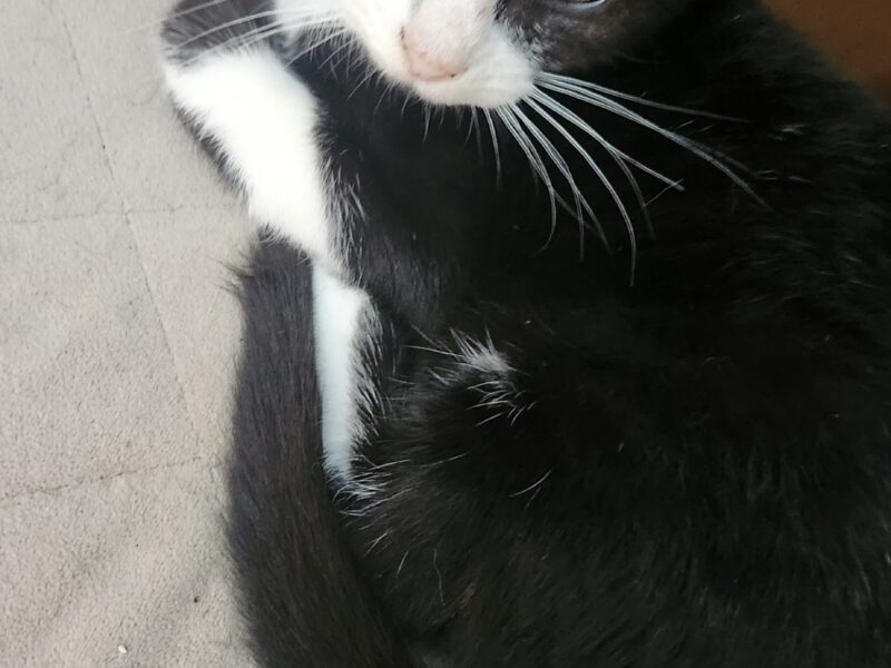 MOLLY