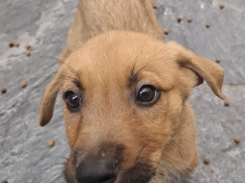 CANE