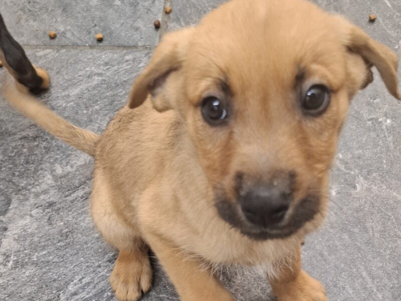 CANE