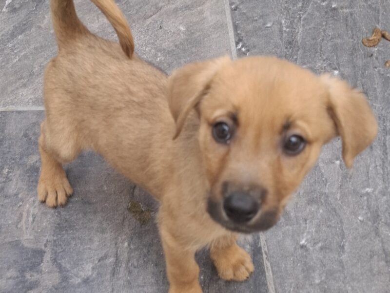 CANE
