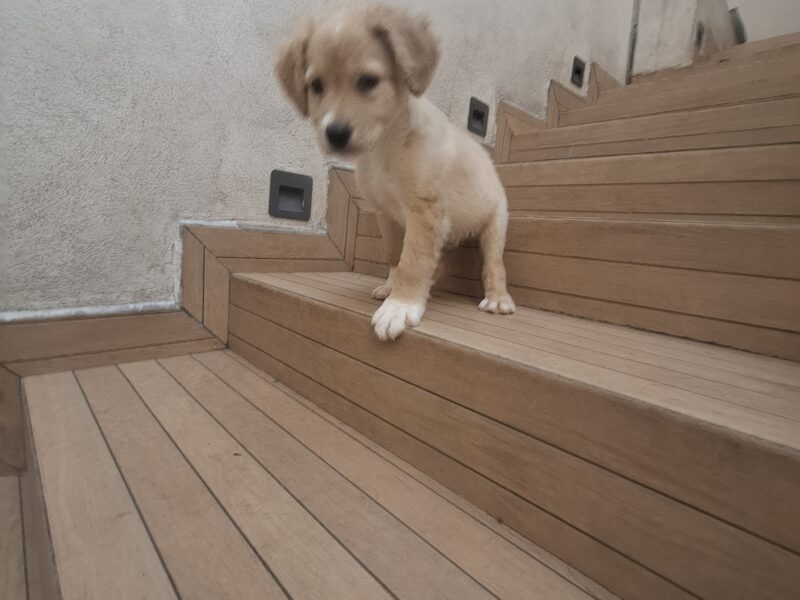 TIMO