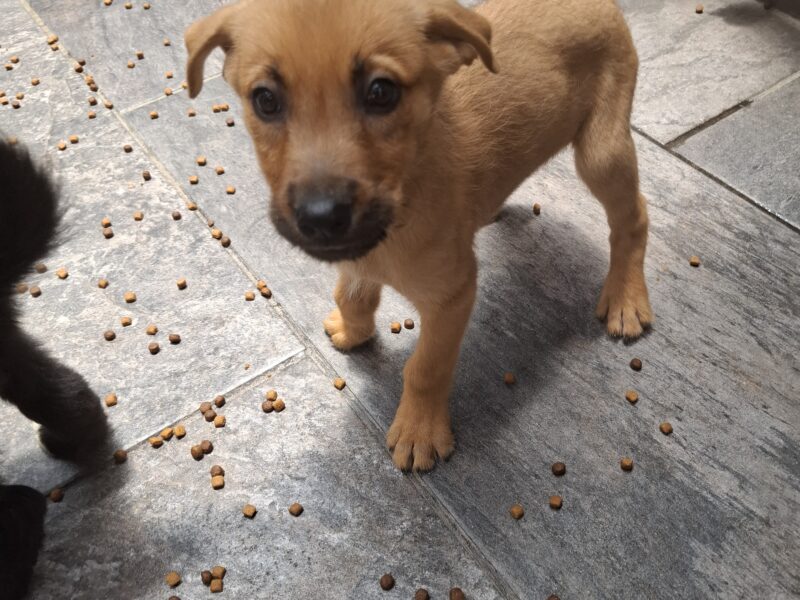 CANE