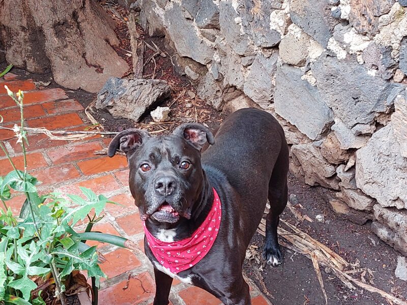 AQUILES