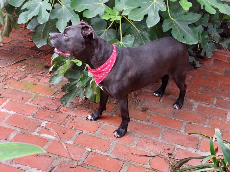 AQUILES