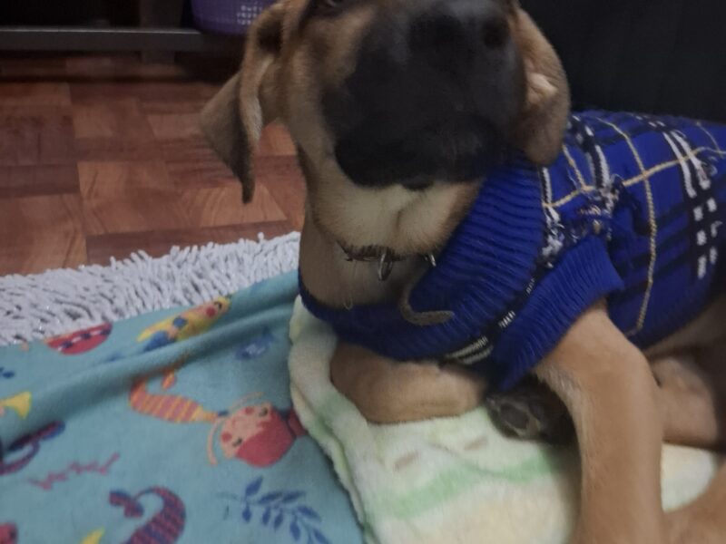 COCO