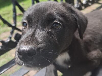 CORA