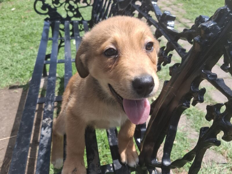 LUCA