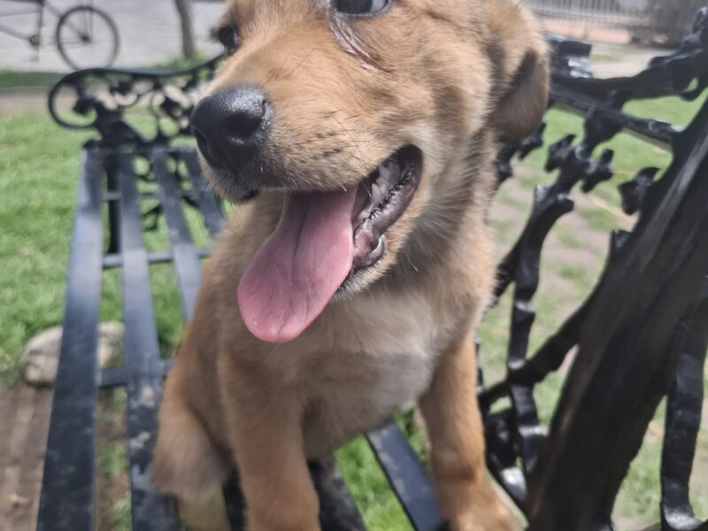 LUCA