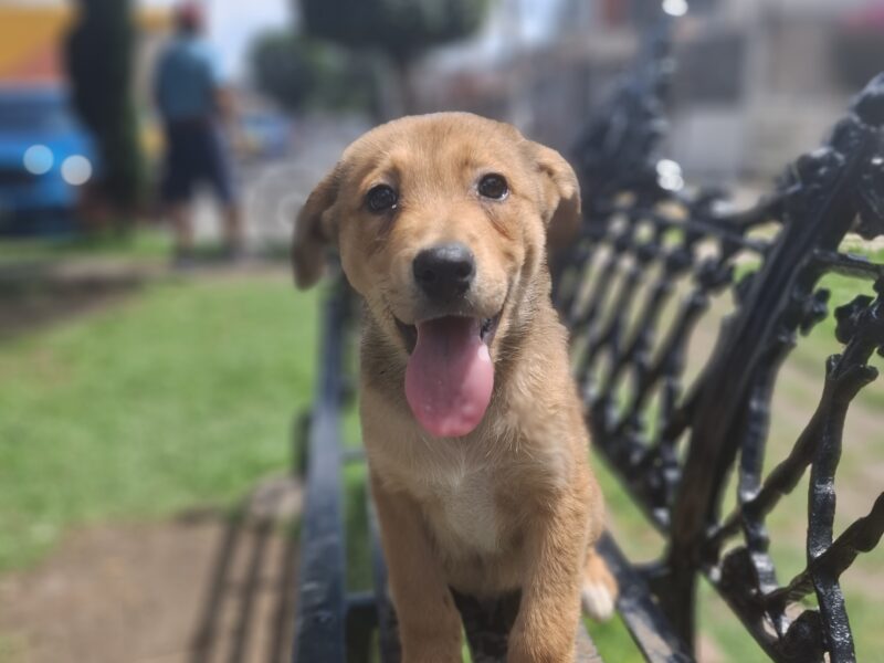 LUCA