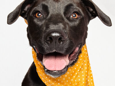 DOLLY