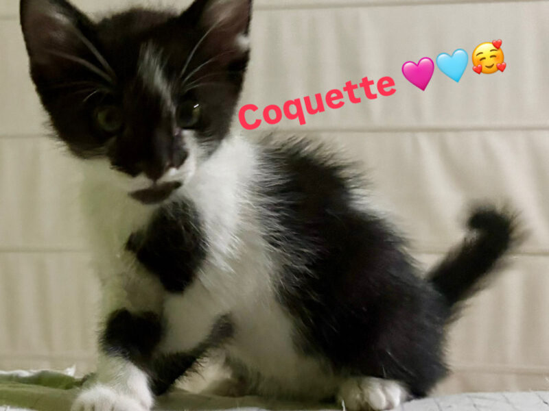 COQUETTE Y VIVIAN