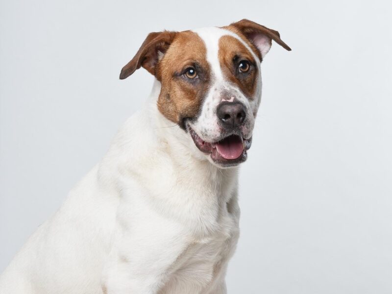GUS