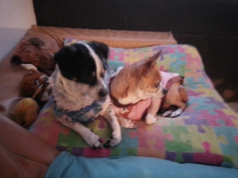 MANCHITA y TOBY