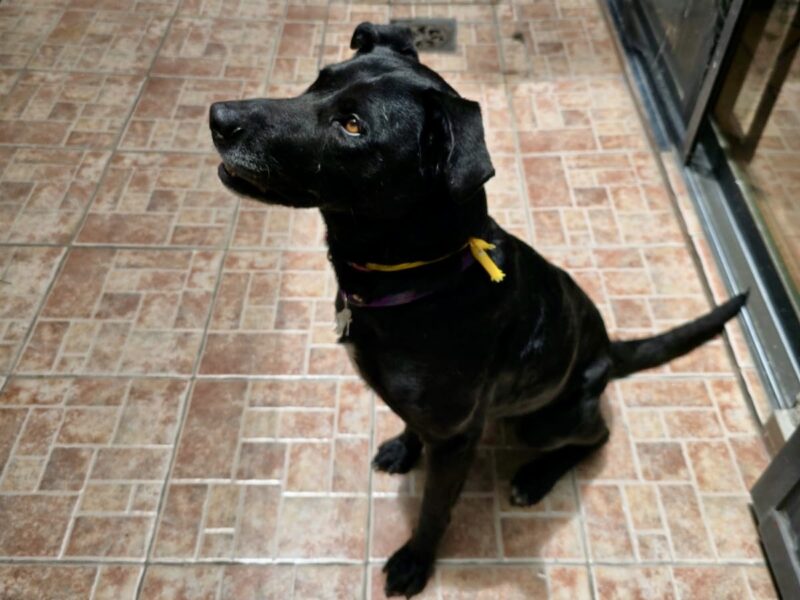 NEGRITA