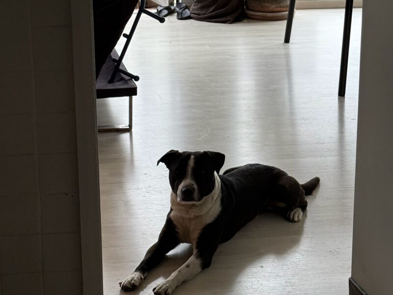 Pancho