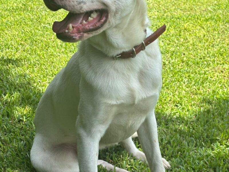 Gus