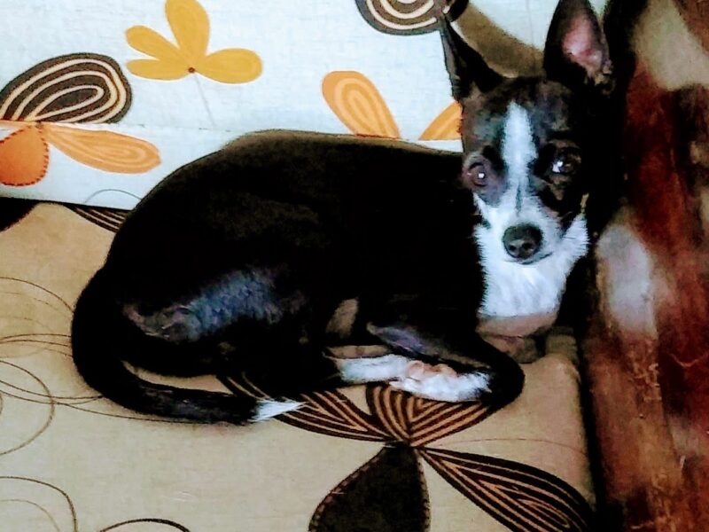 MOLLY Y MAX