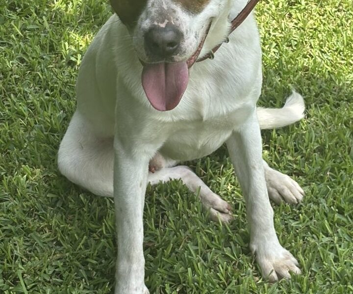 Gus