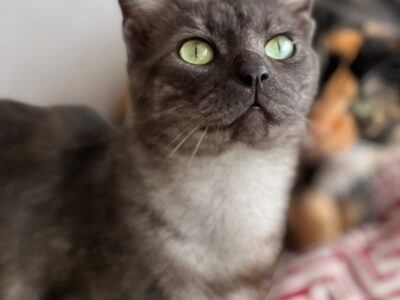 GANDALF