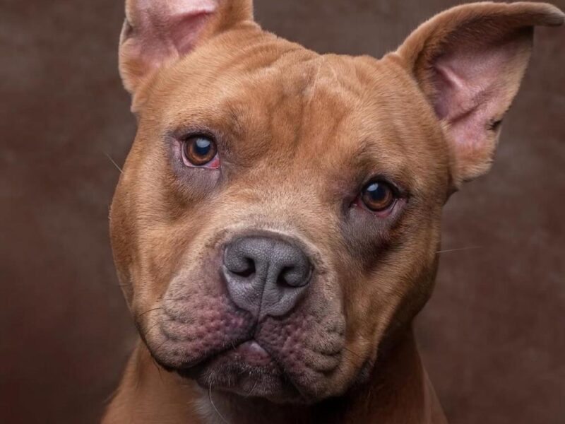 ROXY