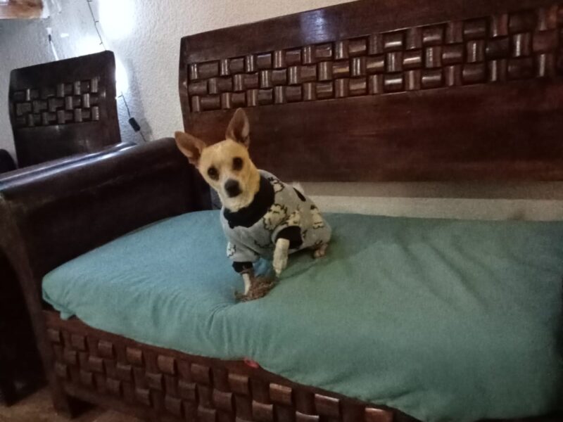 MANCHITA y TOBY