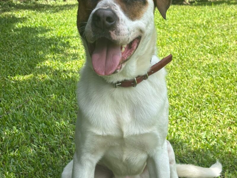 Gus