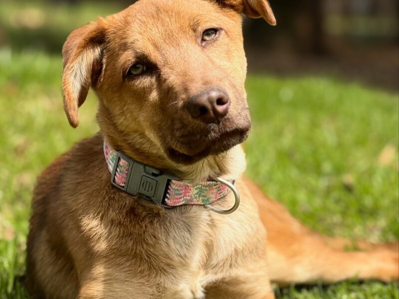 KAIA