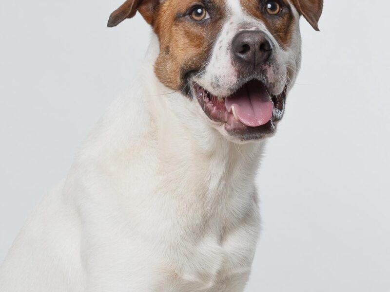 GUS